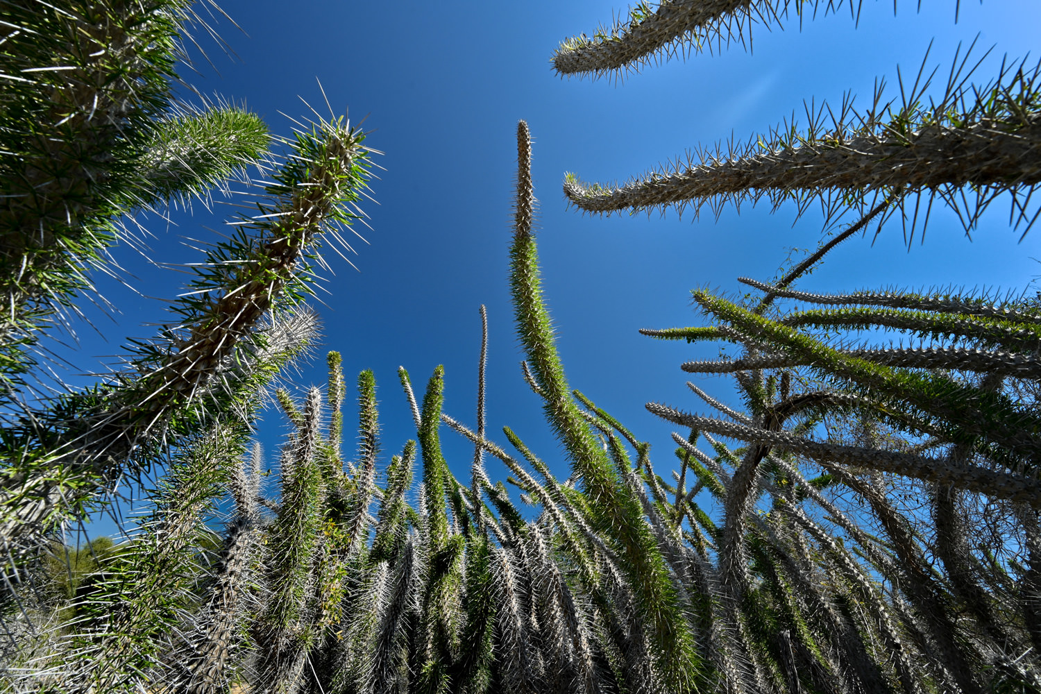 オクトパスツリー