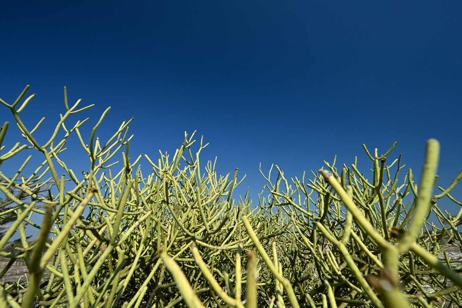 グリーンコーラル