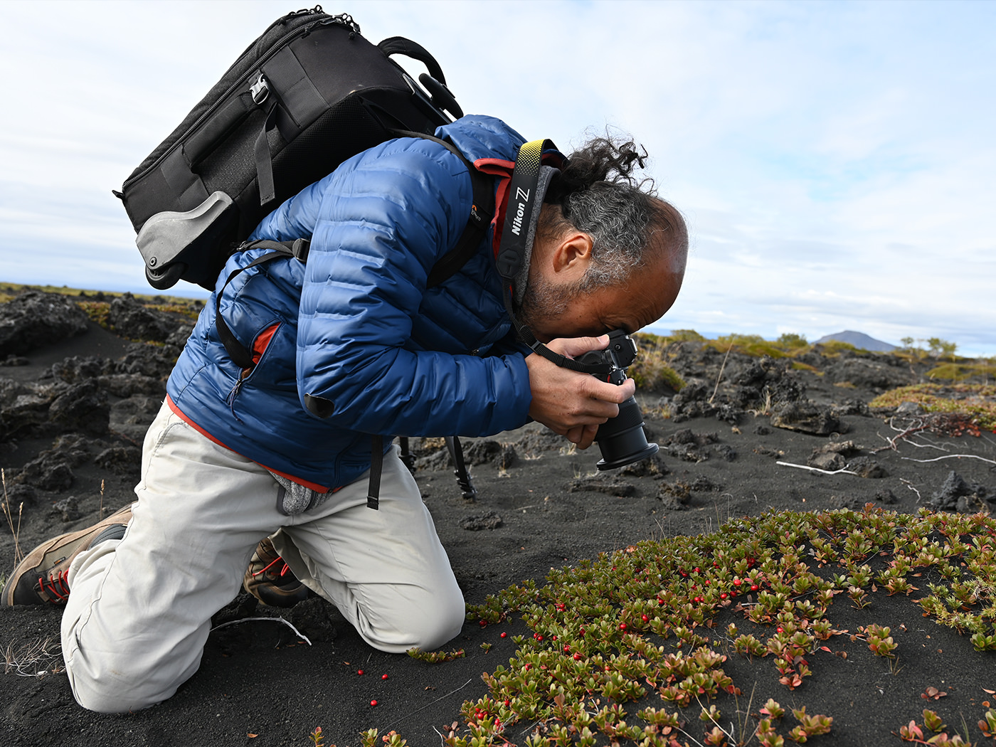 地を這うベリー
