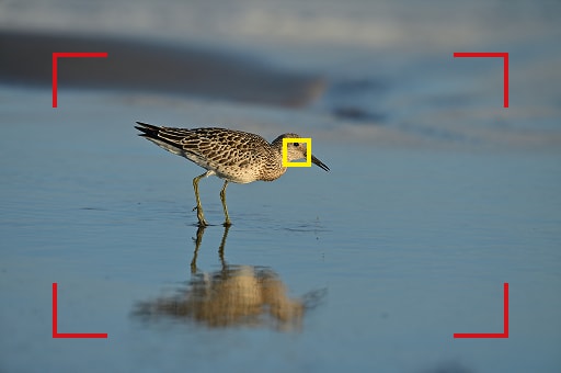 オートエリアAF