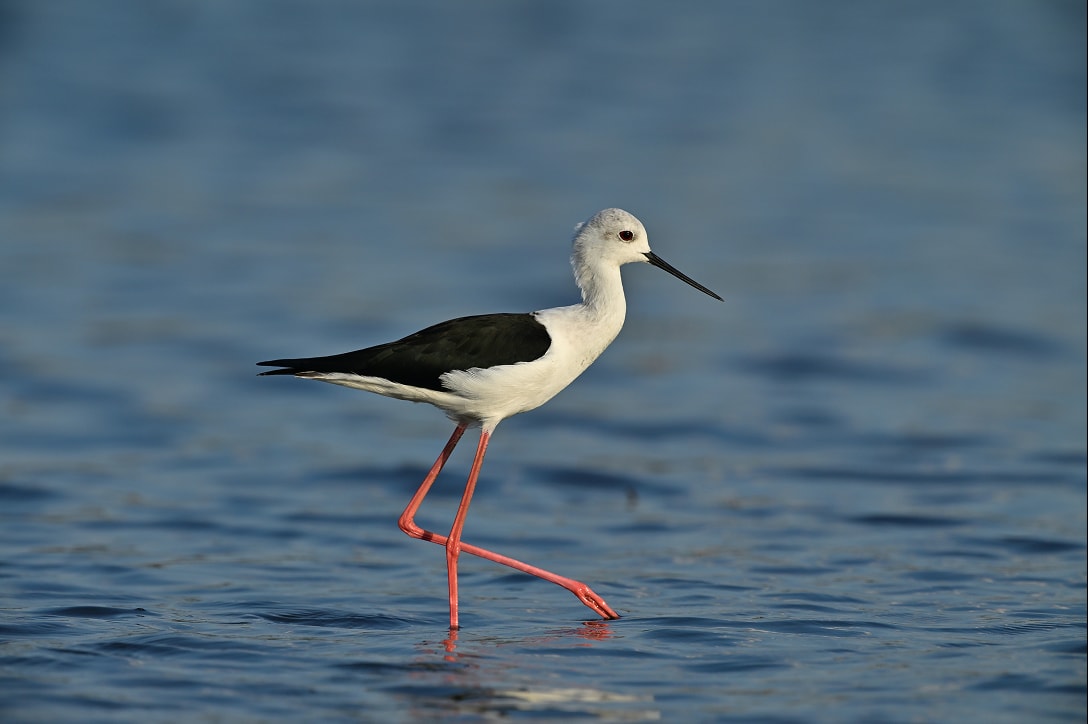 被写体検出AFの写真