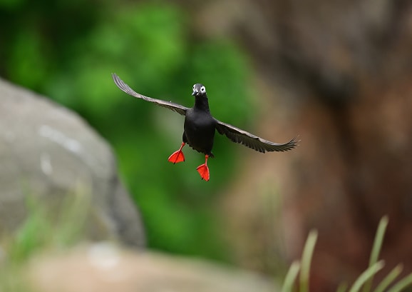 野鳥撮影スタートガイド | ニコン