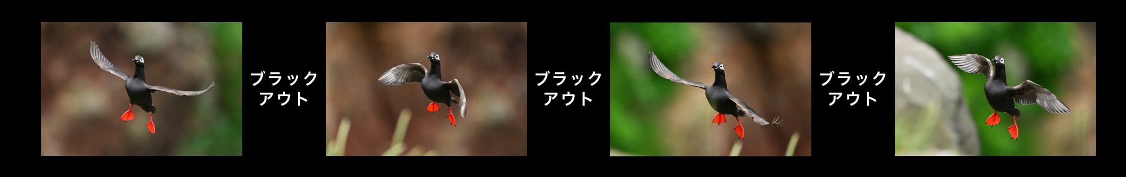 Z5IIファインダー像