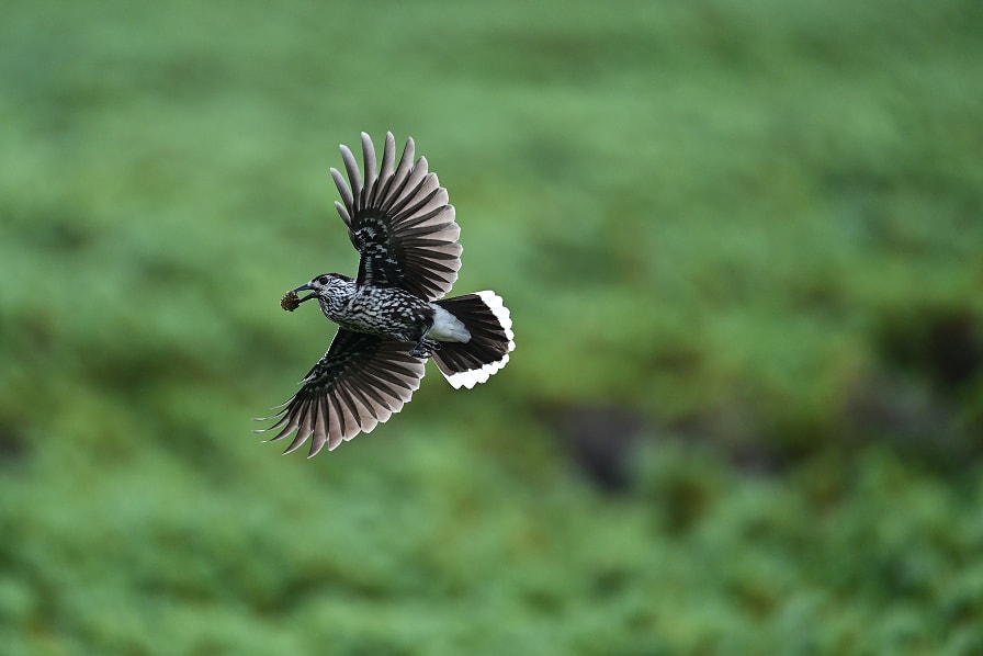 えさを運んでいる野鳥