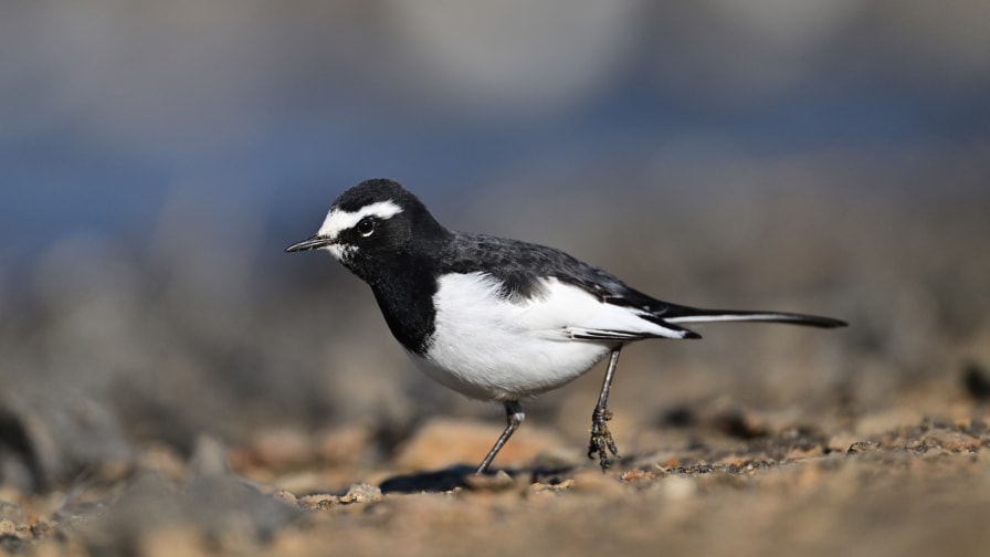 セグロセキレイ