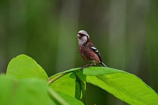 枝に止まっている鳥