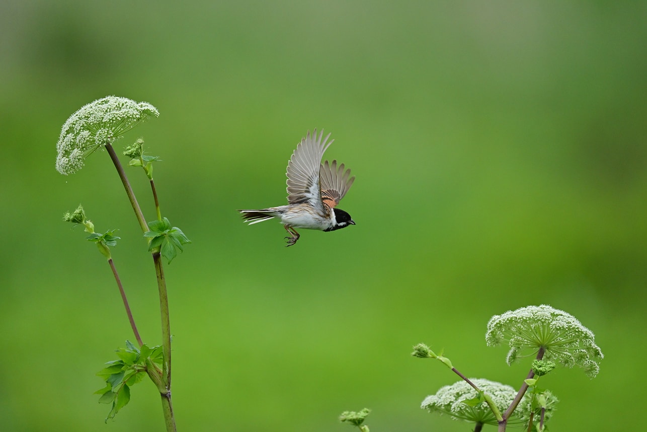 飛び立ちの連写写真