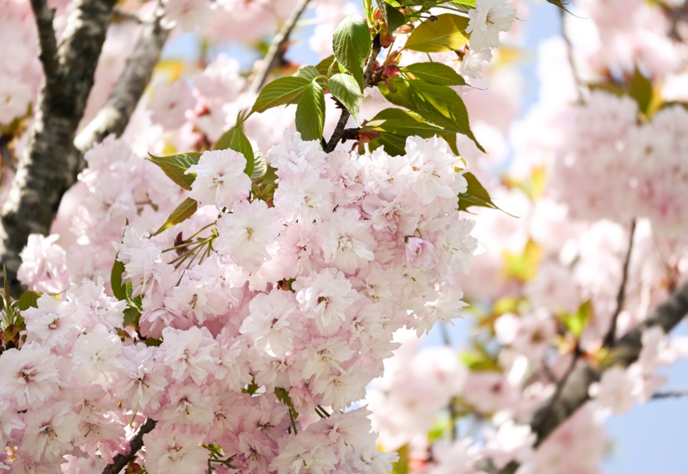 Z 30スペシャルコンテンツの作品