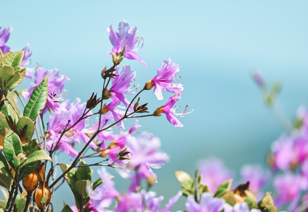 Z 30スペシャルコンテンツの作品