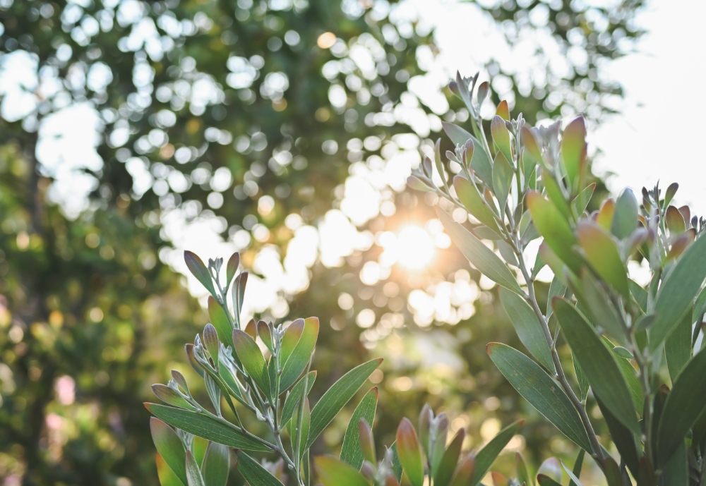 Z 30スペシャルコンテンツの作品