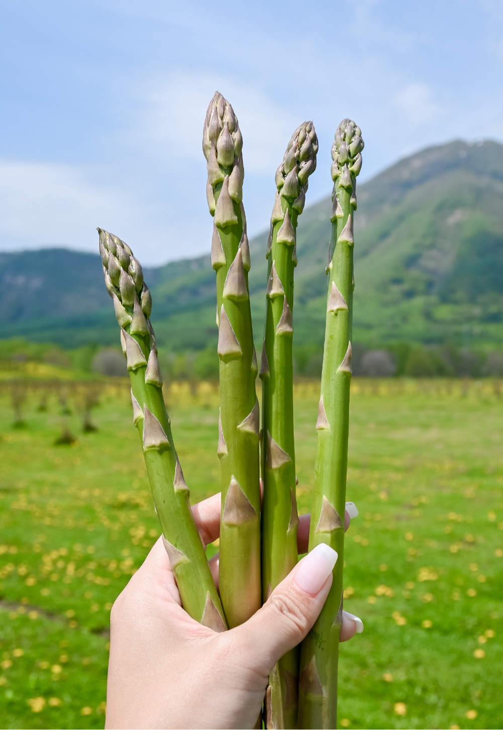 Z 30スペシャルコンテンツの作品