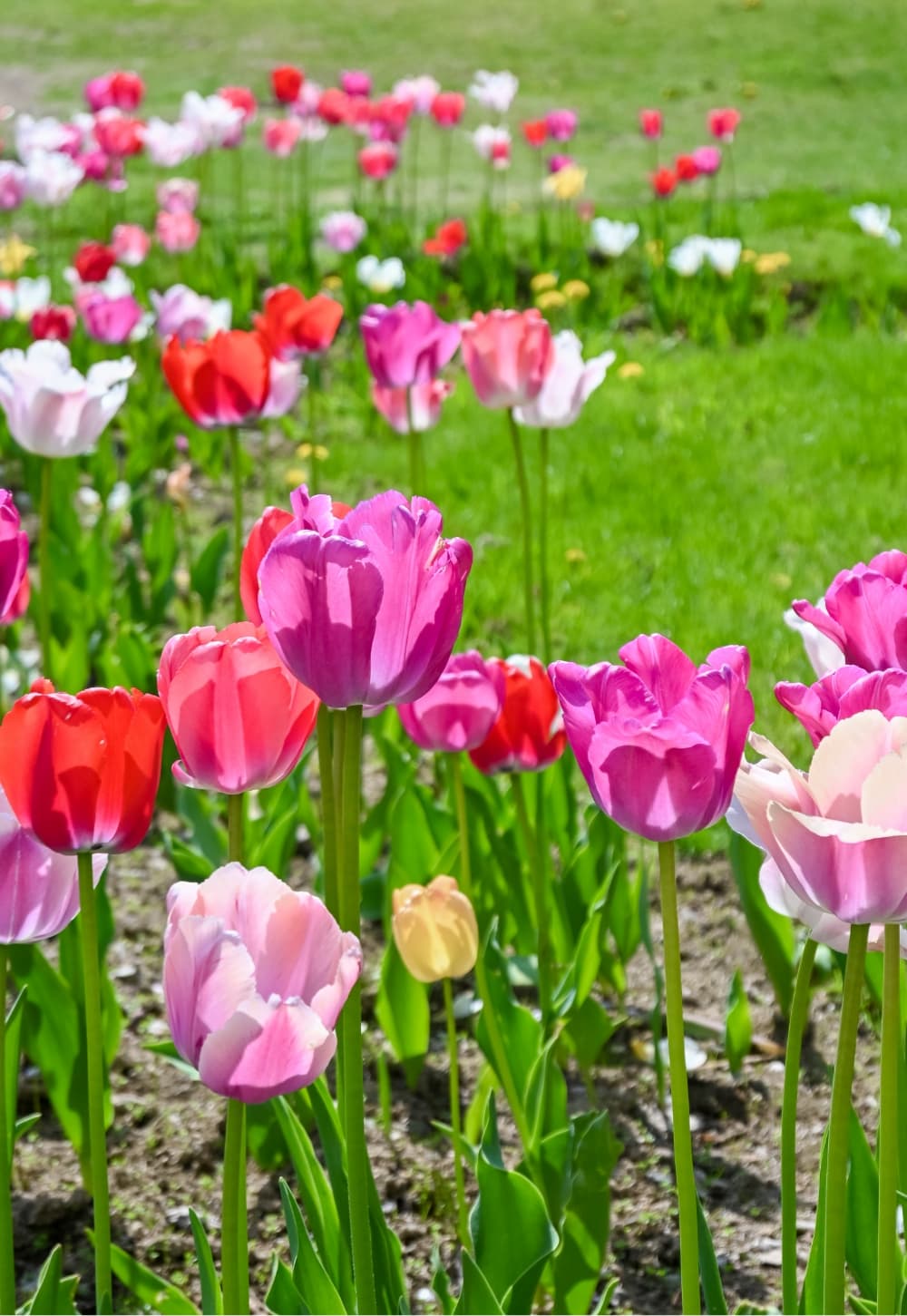 Z 30スペシャルコンテンツの作品