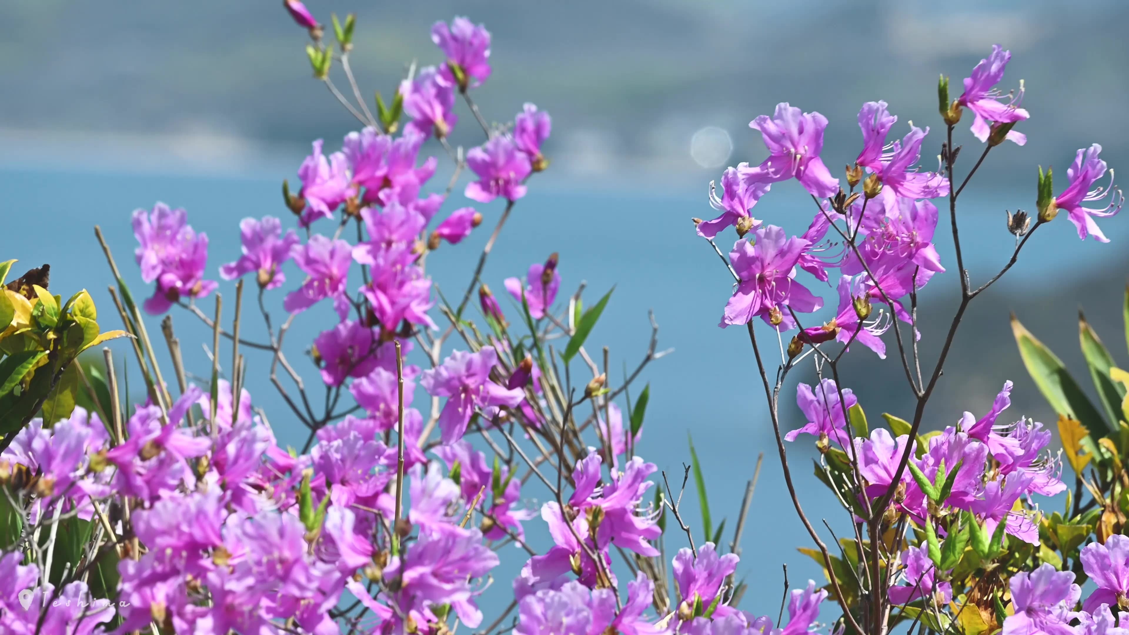 Z 30スペシャルコンテンツの作品