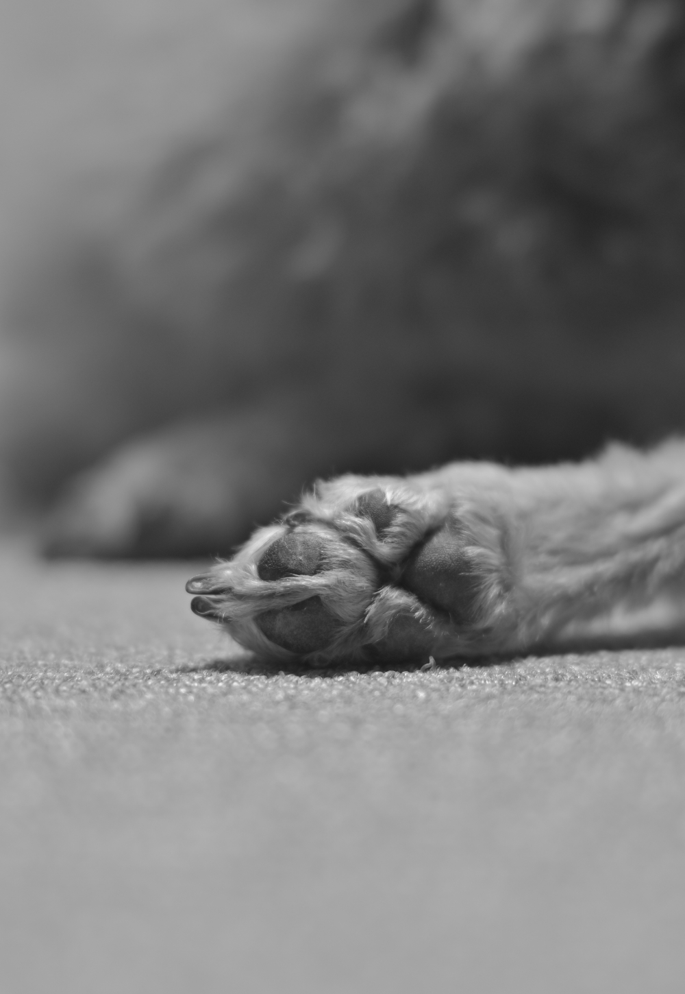 Z 30スペシャルコンテンツの作品