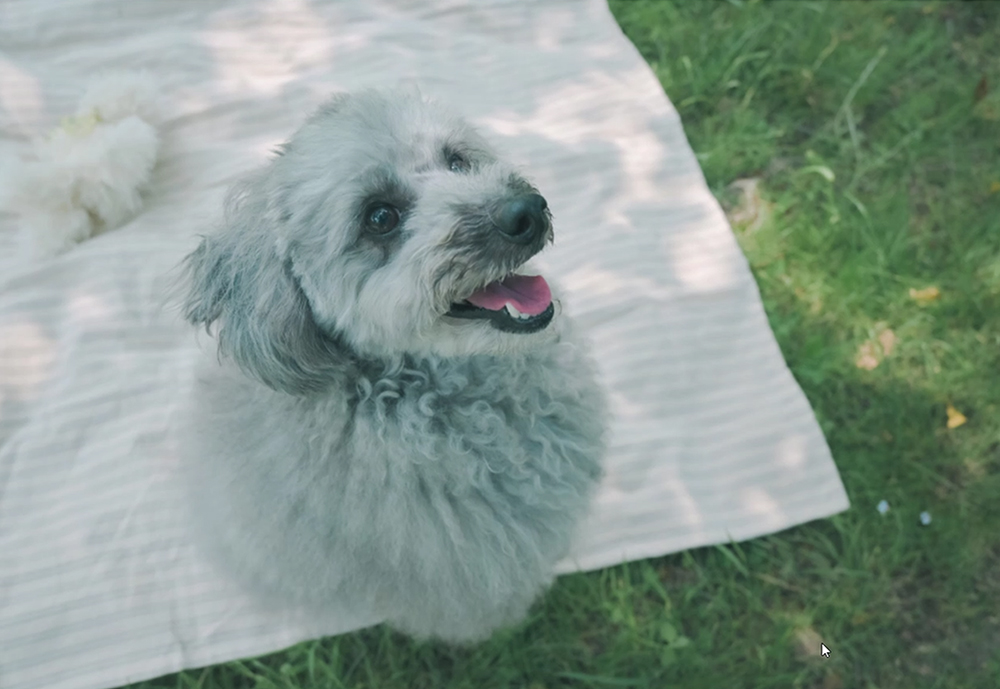 Z 30スペシャルコンテンツの作品