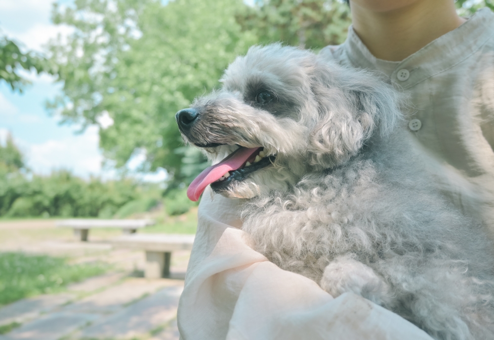 Z 30スペシャルコンテンツの作品