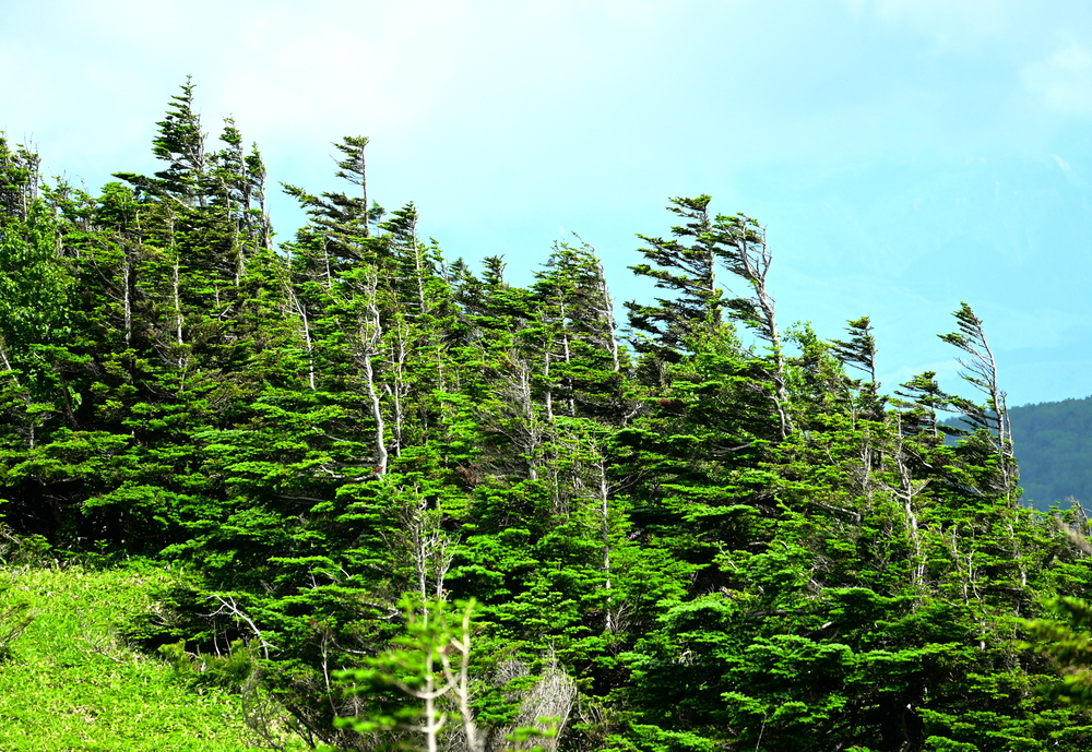 Z 30スペシャルコンテンツの作品