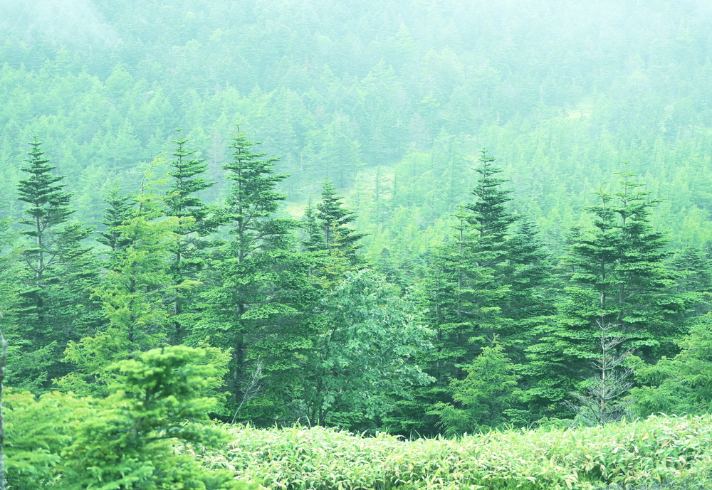 Z 30スペシャルコンテンツの作品