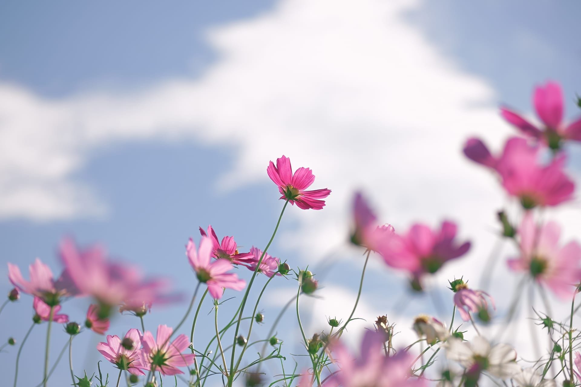 PICTURE CONTROL SIMULATOR