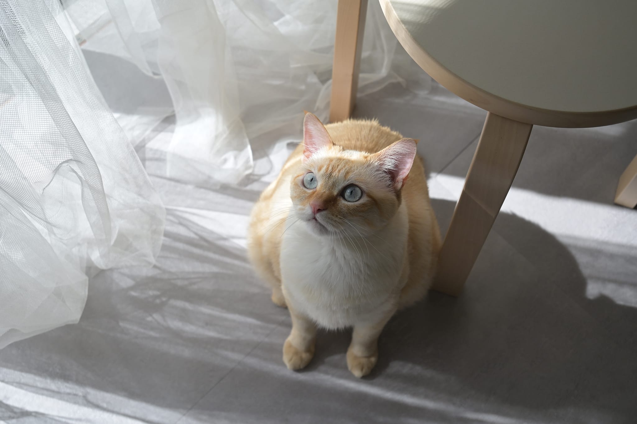 Z5II 24-50 レンズキット