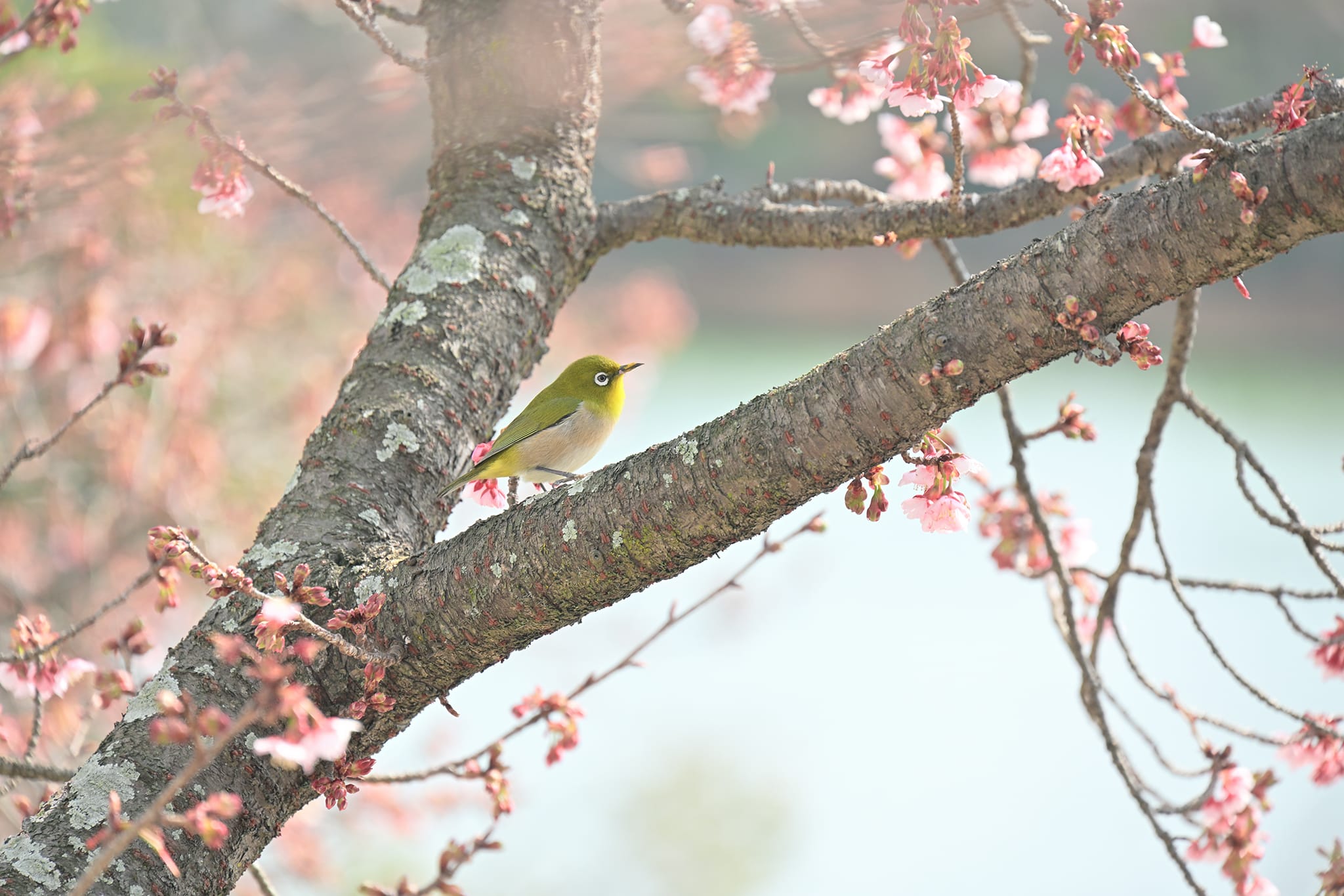 Z5II 24-200 レンズキット