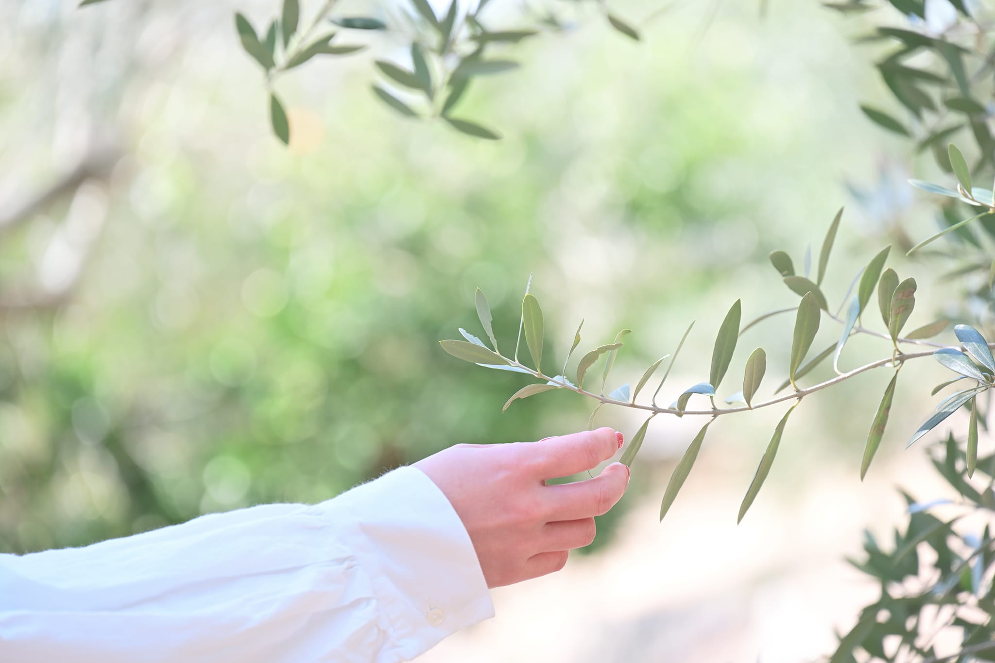 Z5II 24-200 レンズキット