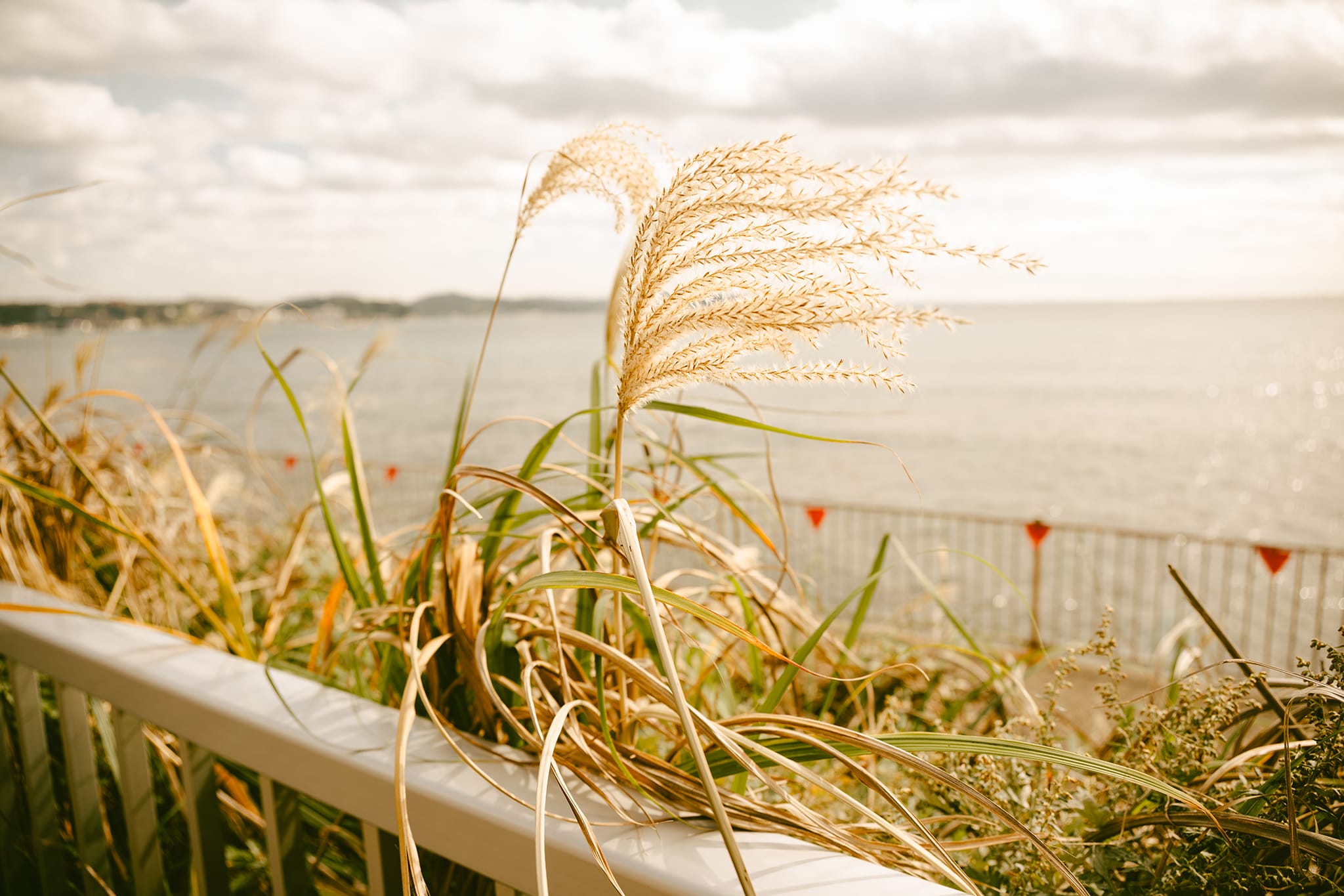 Z5II 24-50 レンズキット