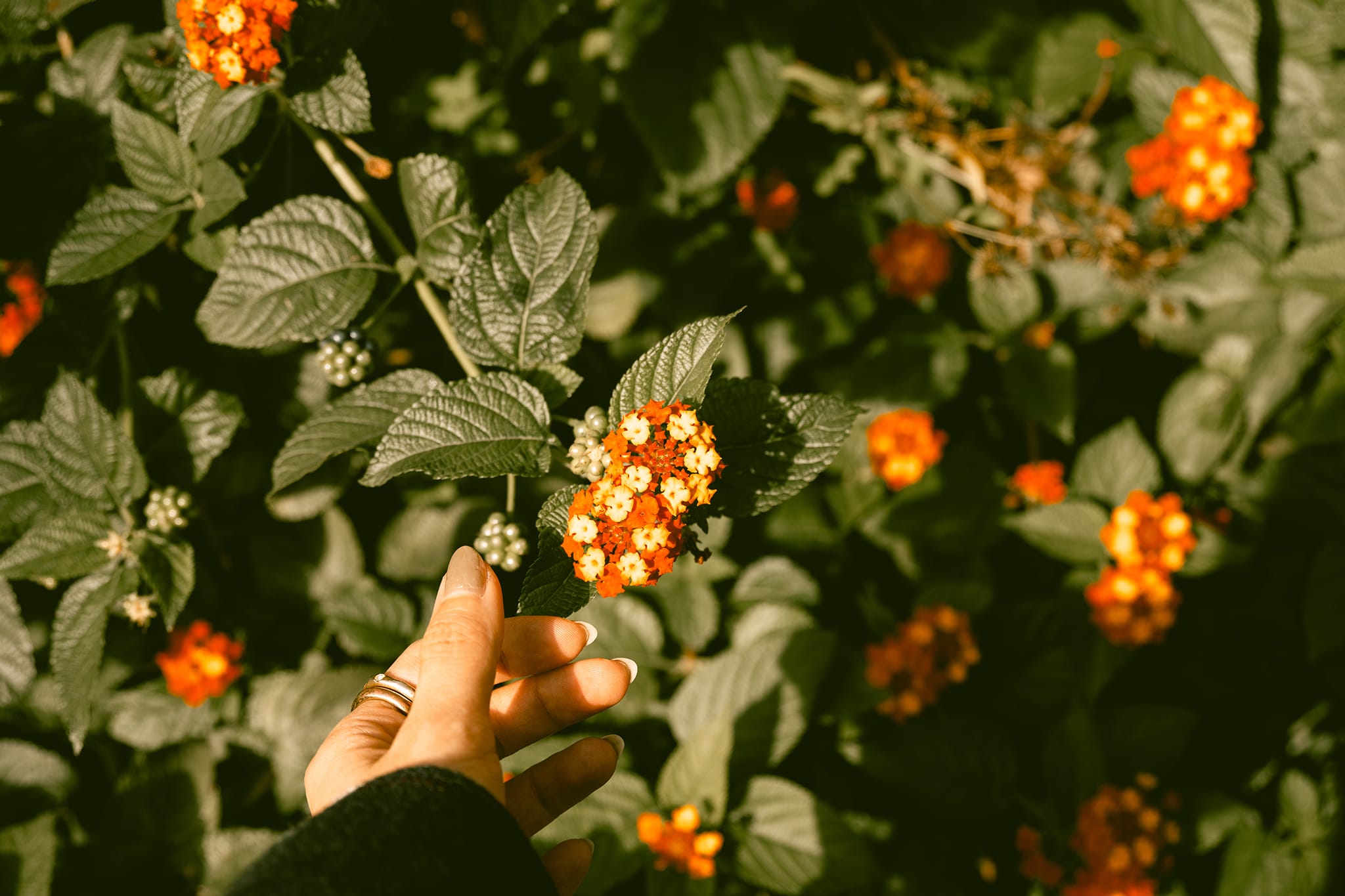 Z5II 24-50 レンズキット