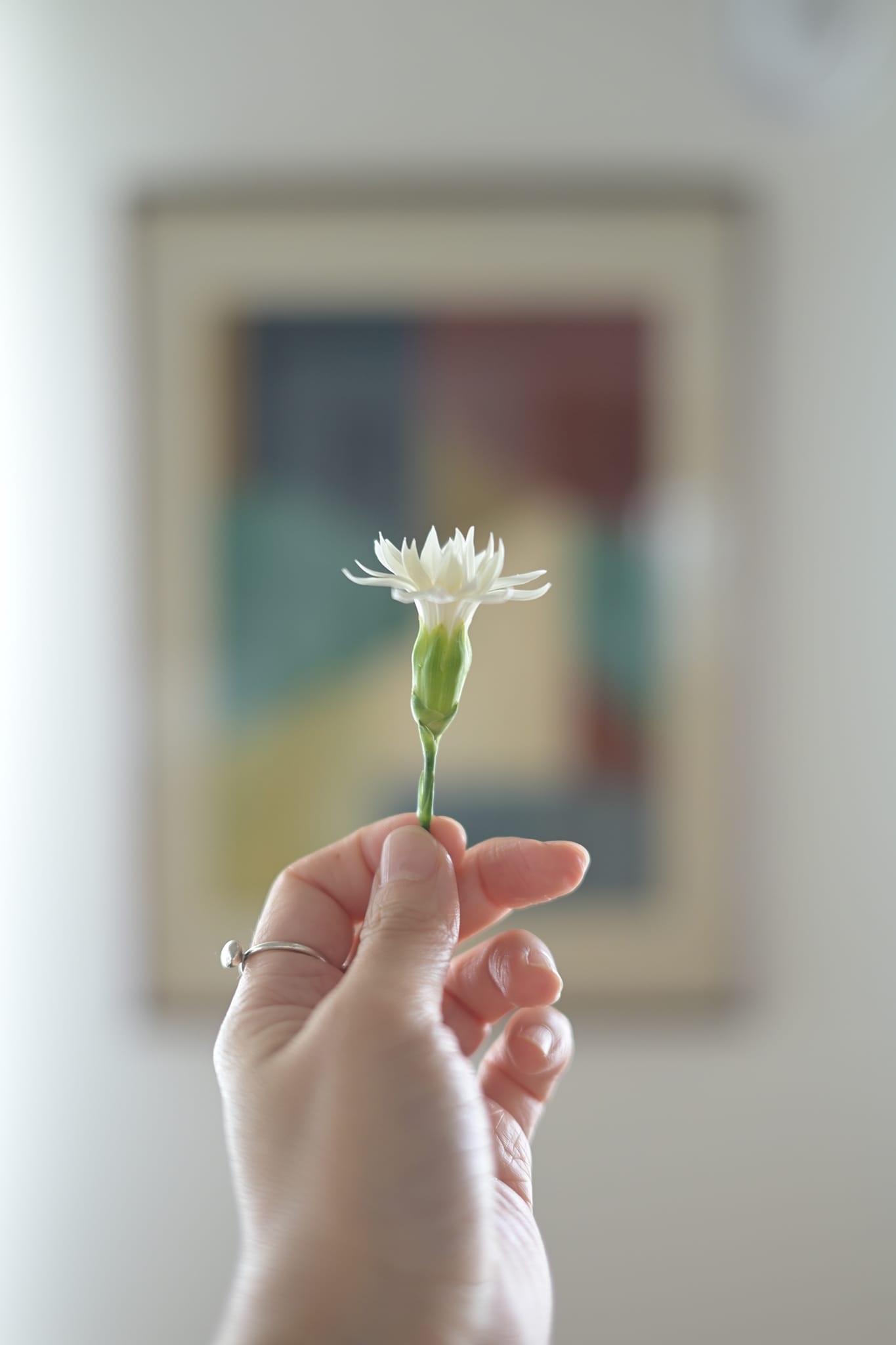 背景を美しくぼかした花の写真