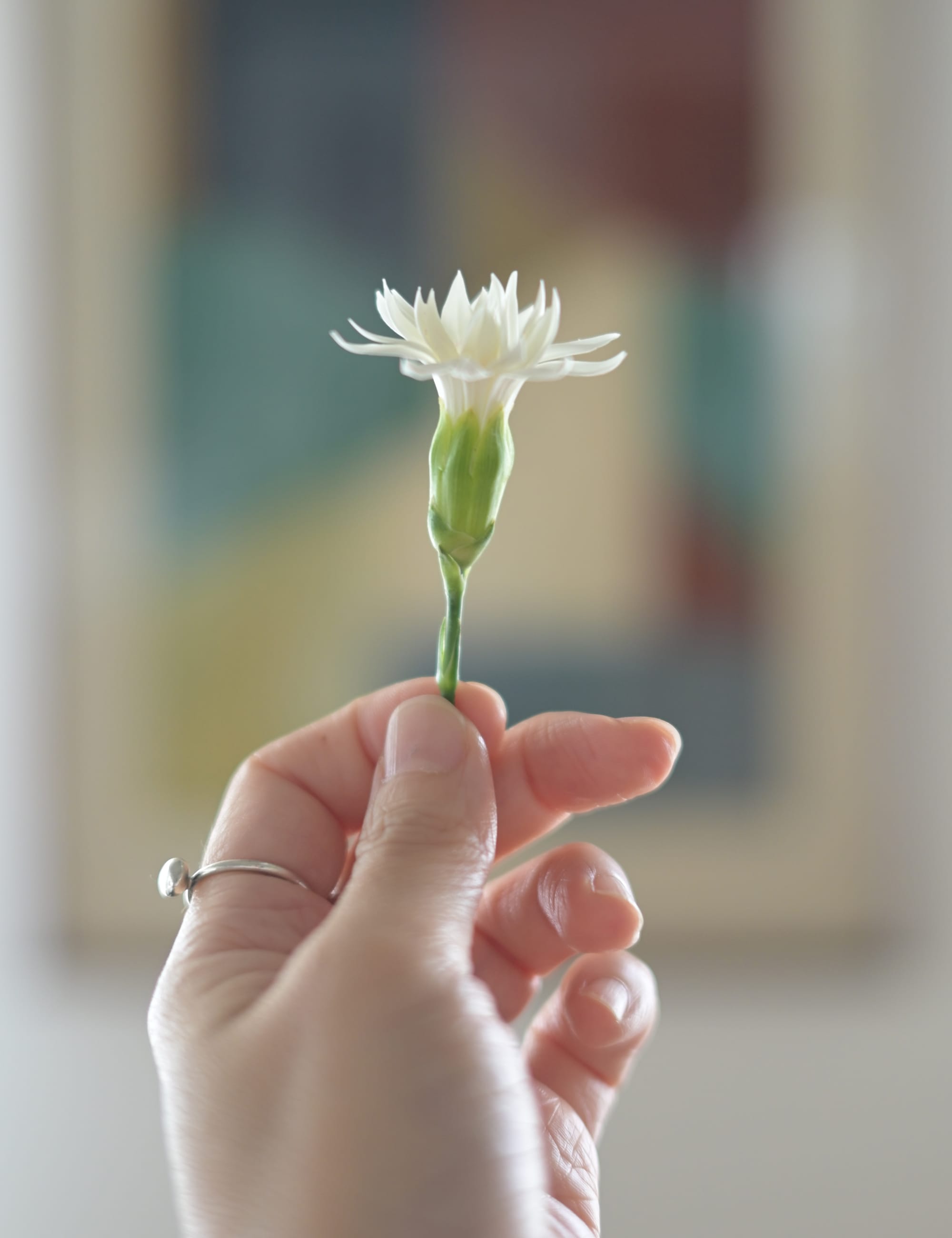 背景を美しくぼかした花の写真