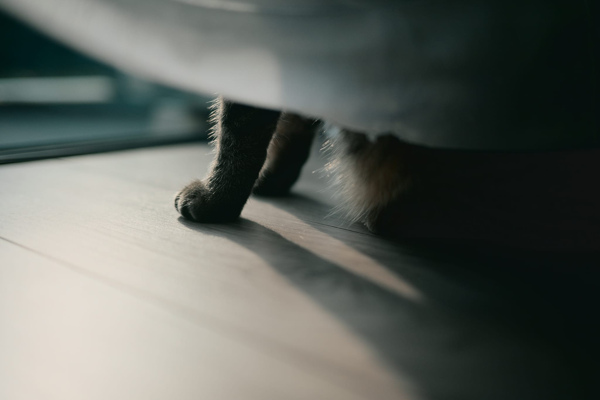 室内の薄暗い環境で猫の足元を捉えた写真