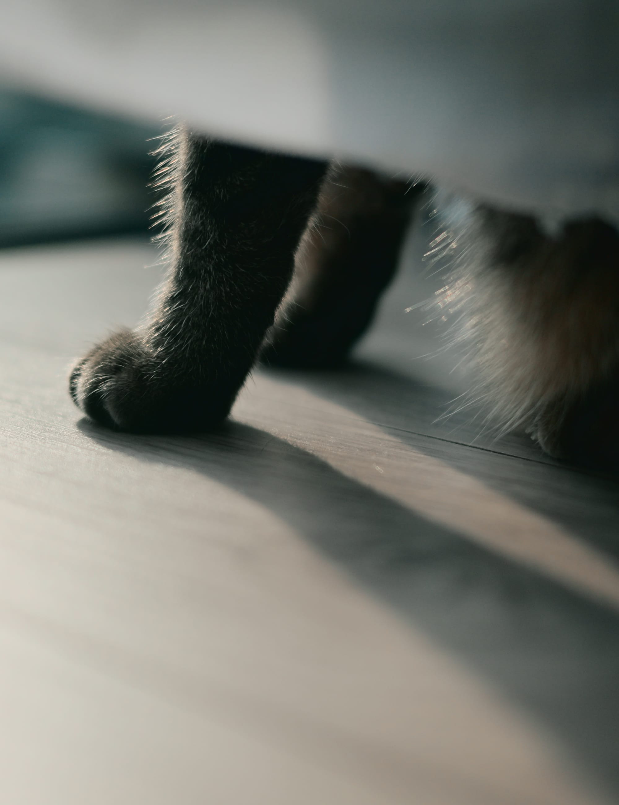 室内の薄暗い環境で猫の足元を捉えた写真