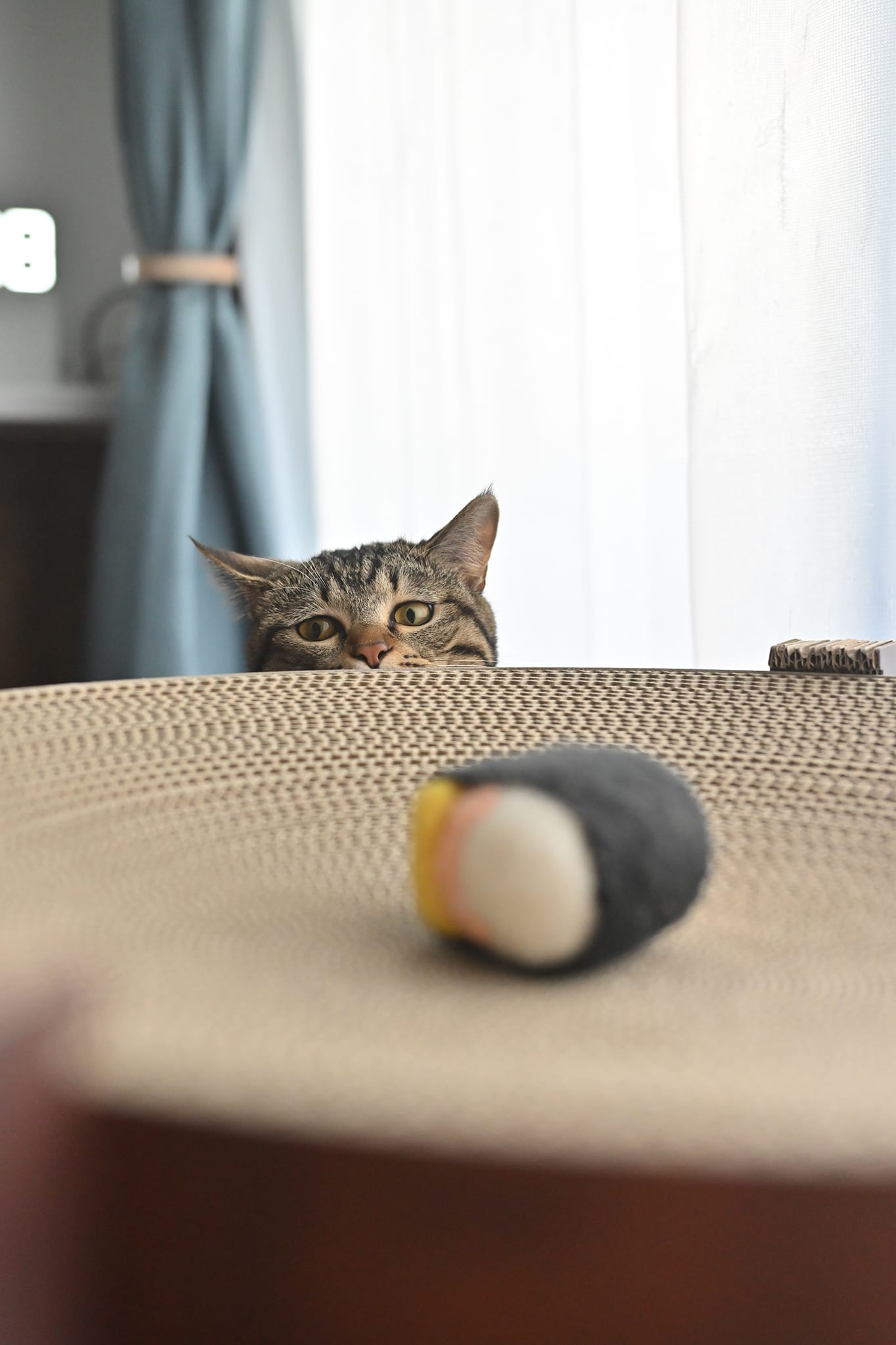シーンモード「ペット」を設定して撮影した猫の写真