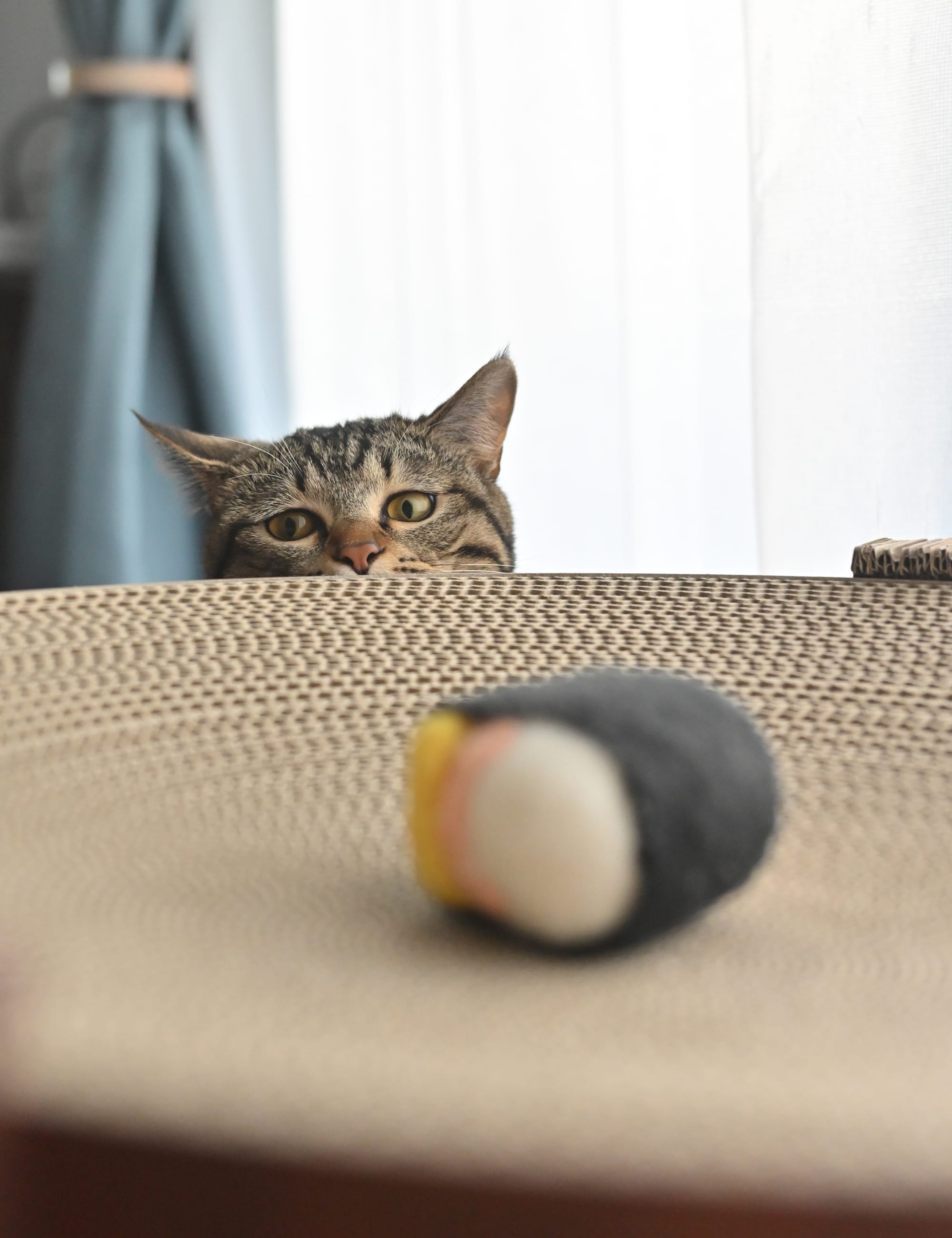 シーンモード「ペット」を設定して撮影した猫の写真
