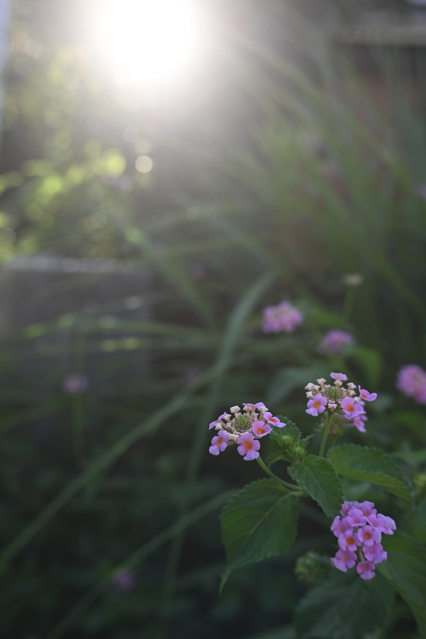 シーンモード「クローズアップ」を設定して撮影した花の写真
