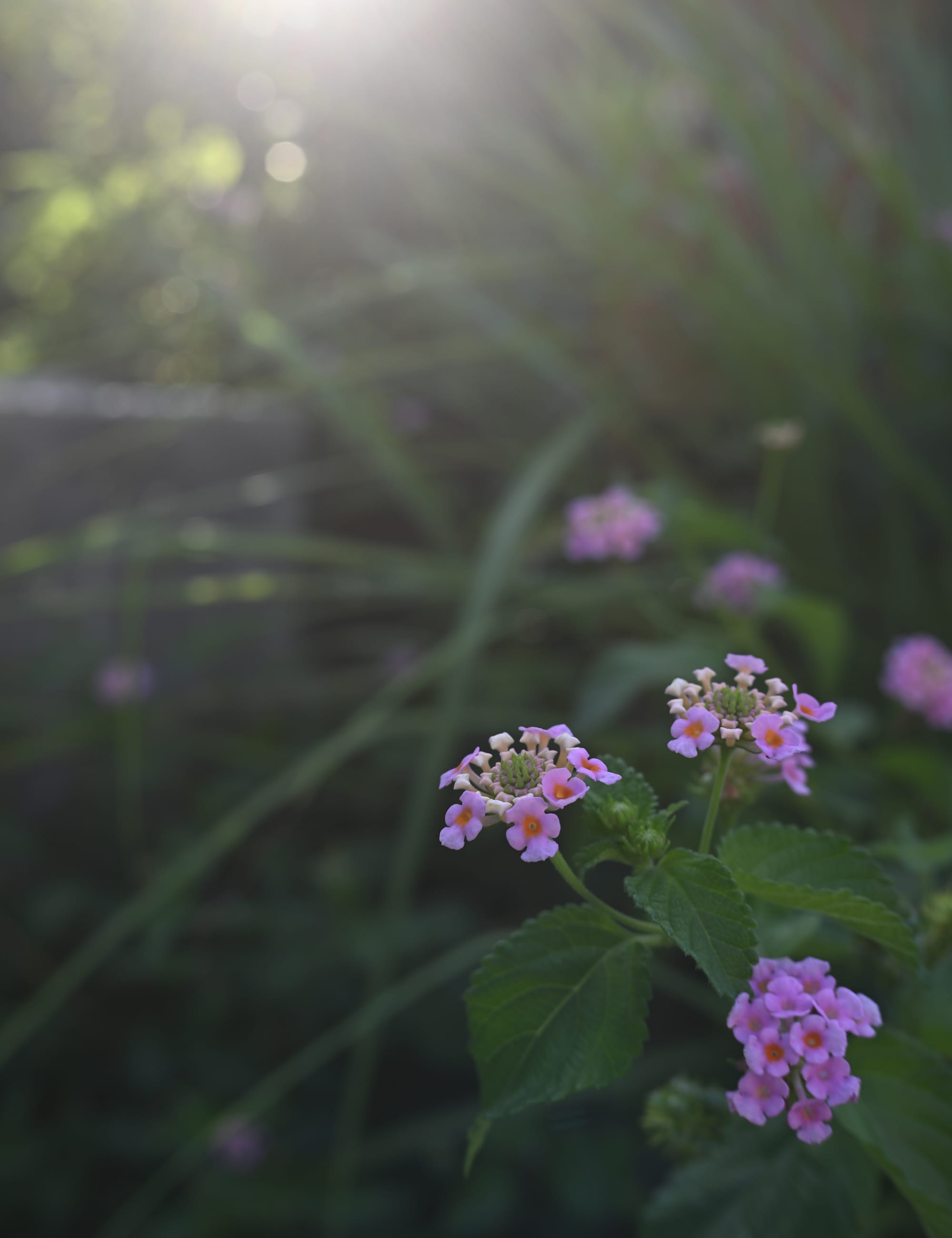 シーンモード「クローズアップ」を設定して撮影した花の写真