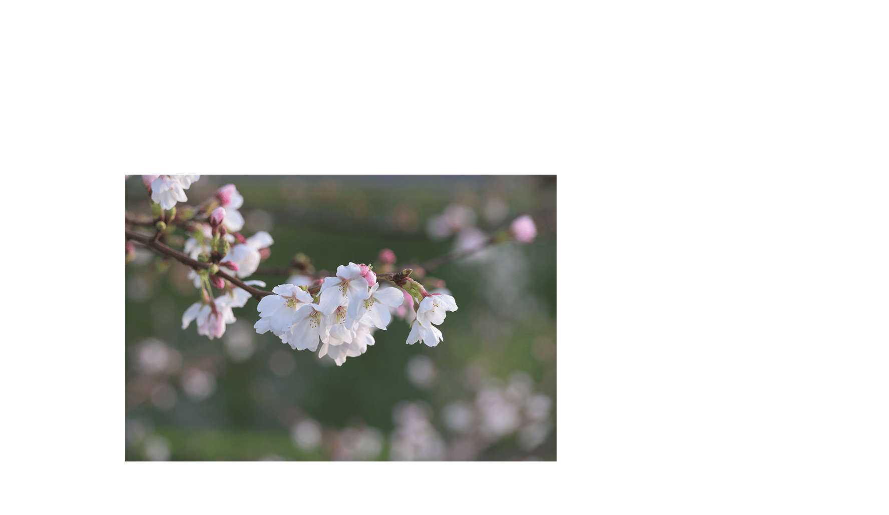 桜