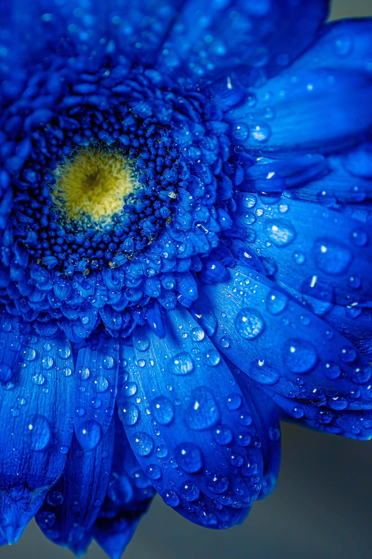 Z fc簡単ガイドブックの作例