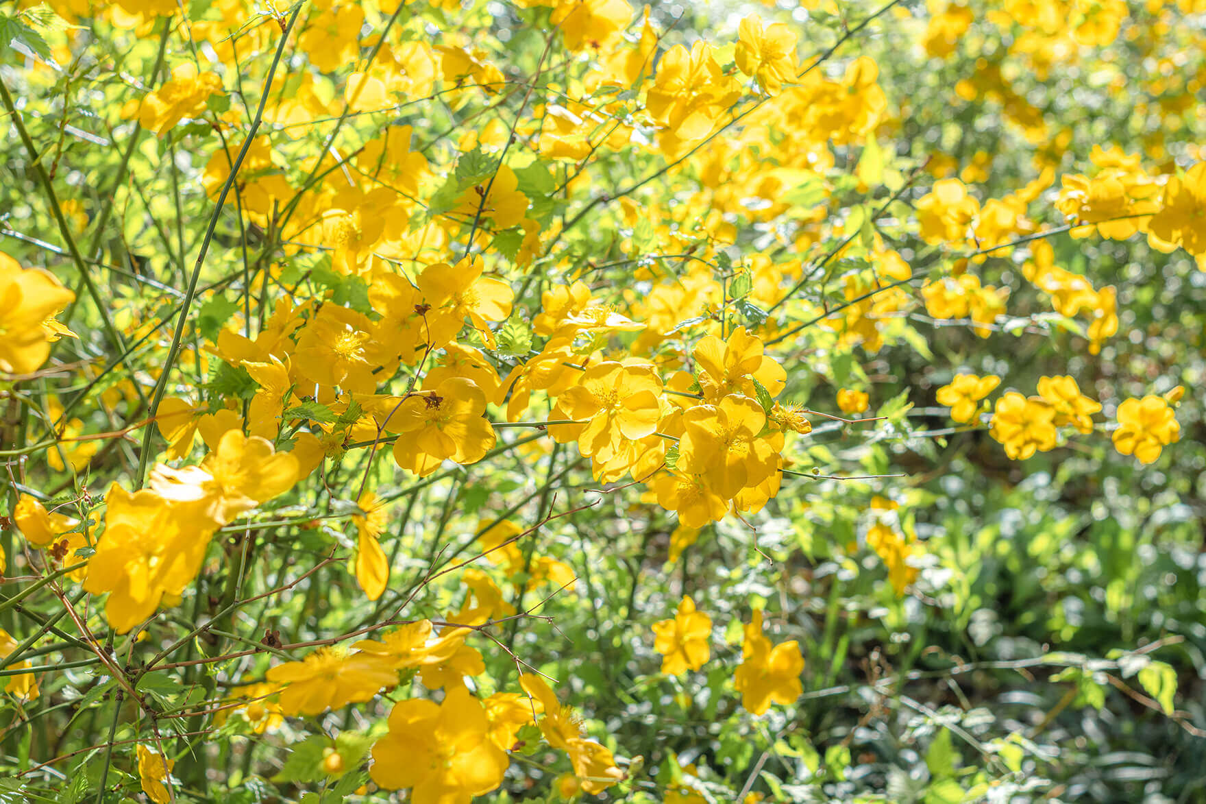 Z fc簡単ガイドブックの作例