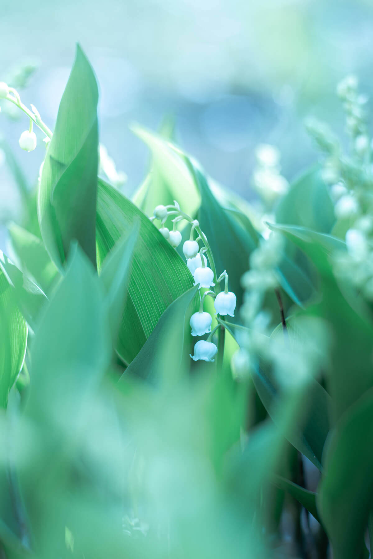 Z fc簡単ガイドブックの作例