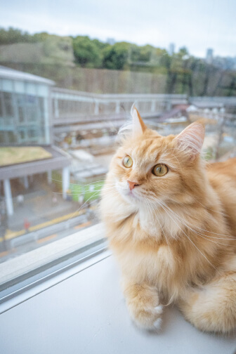 Z fc簡単ガイドブックの作例