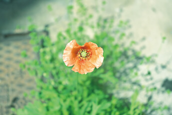 Z fc簡単ガイドブックの作例