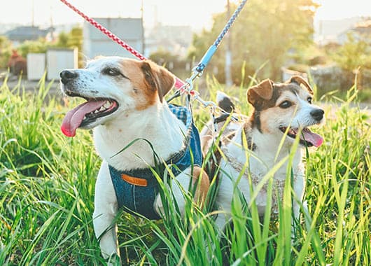 Z fcスペシャルコンテンツの作品