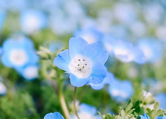 Z fcスペシャルコンテンツの作品