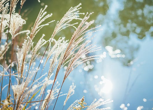 Z fcスペシャルコンテンツの作品