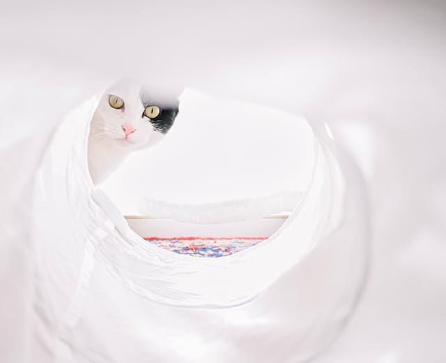 Z fcスペシャルコンテンツの作品