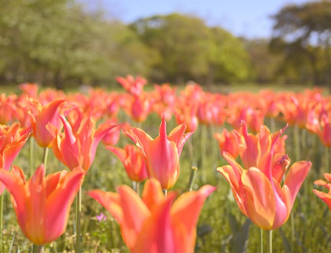 Z fcスペシャルコンテンツの作品