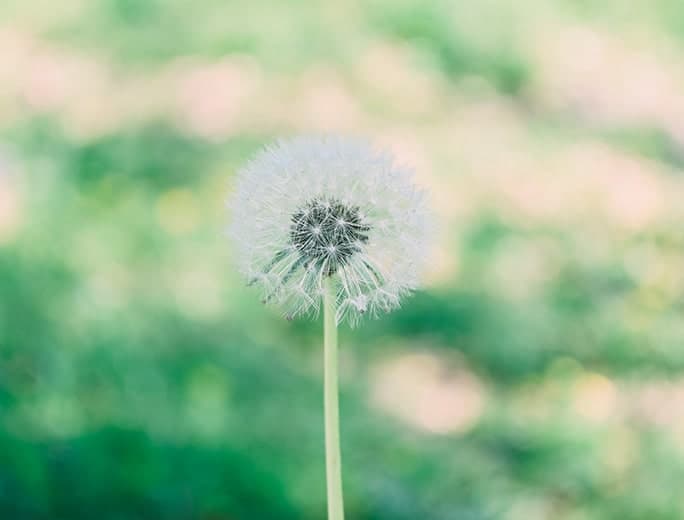 Z fcスペシャルコンテンツの作品