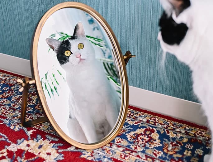 Z fcスペシャルコンテンツの作品