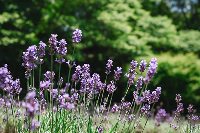 Z fcスペシャルコンテンツの作品